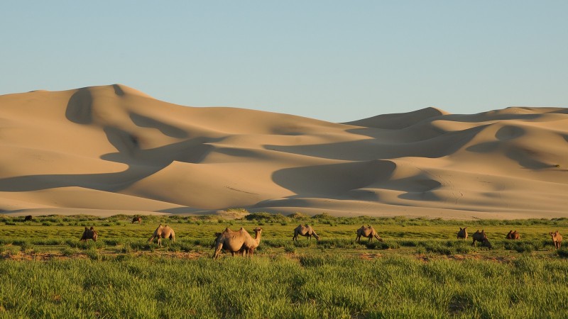 Khongor Sand Dunes