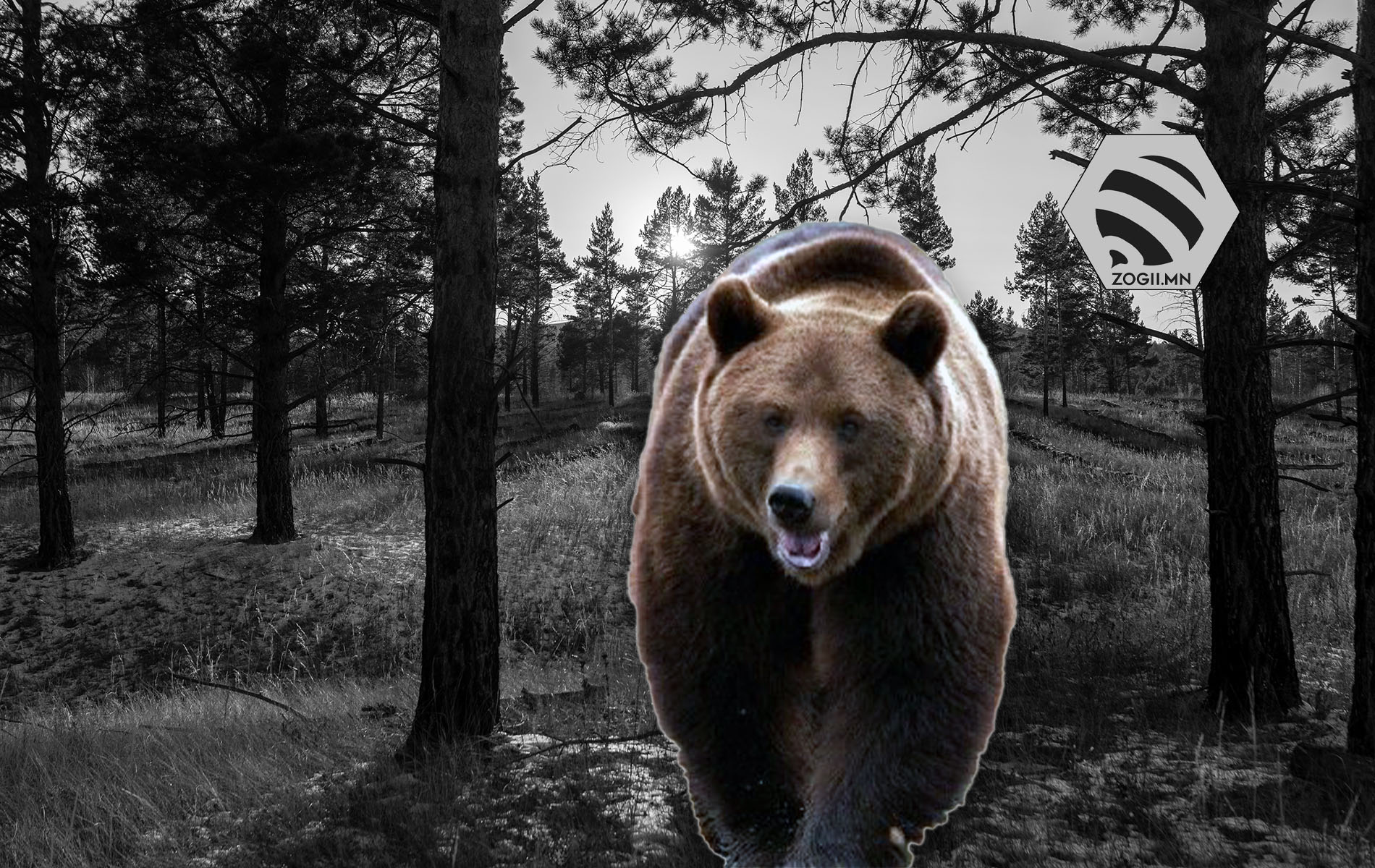 Mongolian wildlife animals